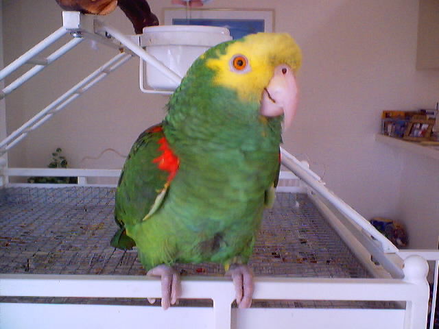 Chico