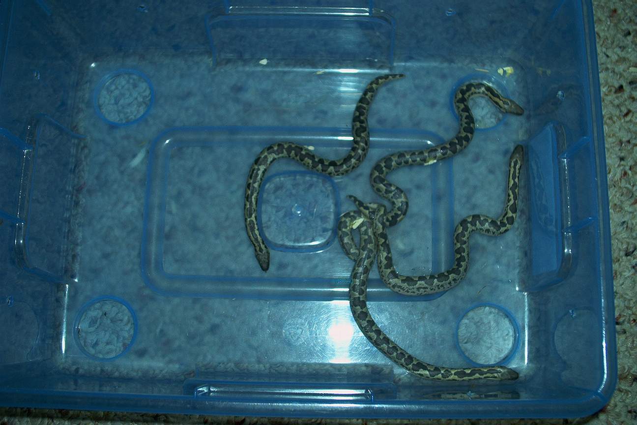 02' Eyrx litter