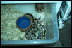 Breeder Rough-Scale sandboas