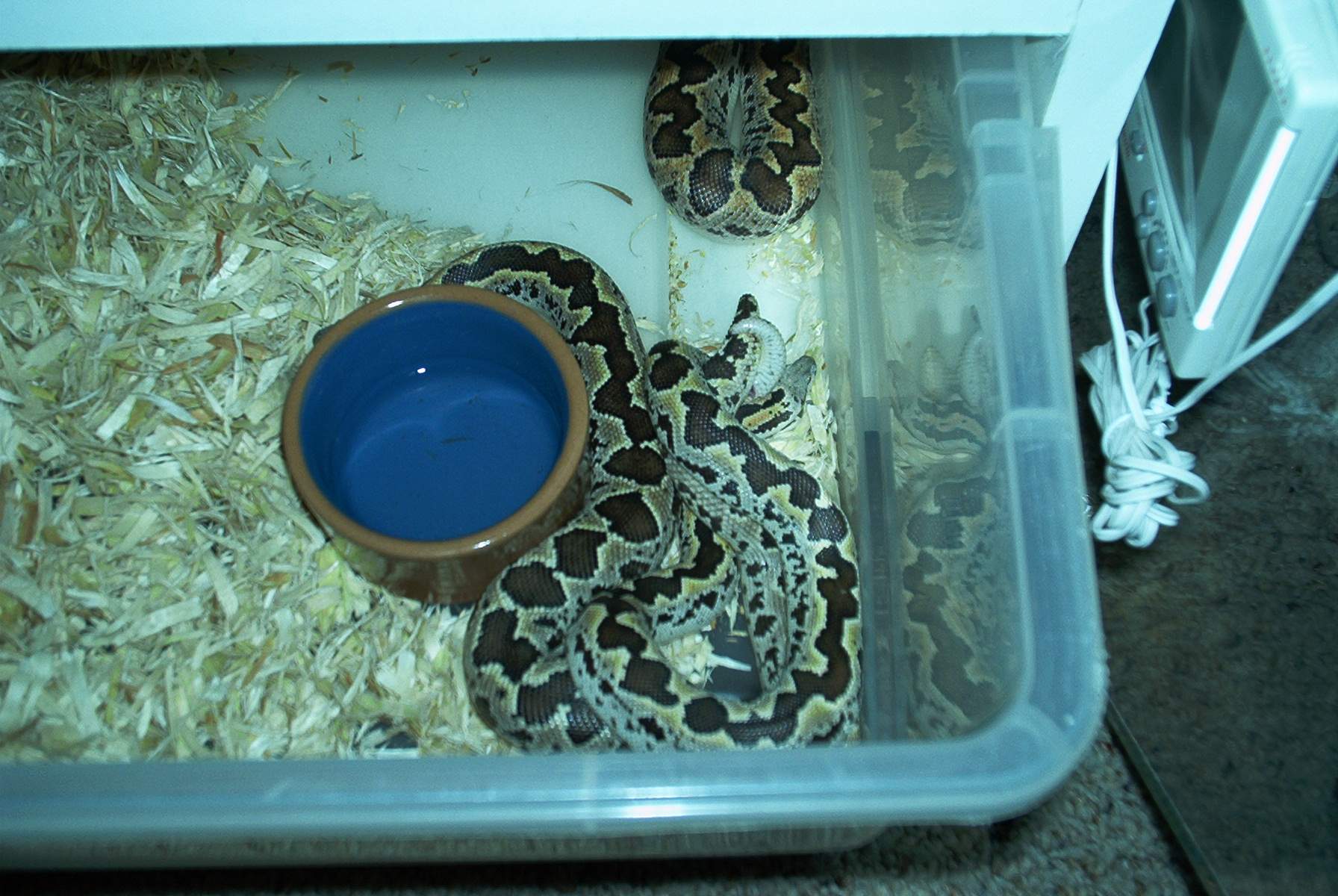 Breeder Rough-Scale sandboas