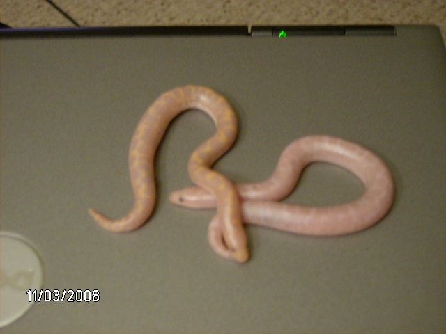 2008 snow/albino litter