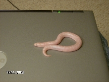 2008 snow male!