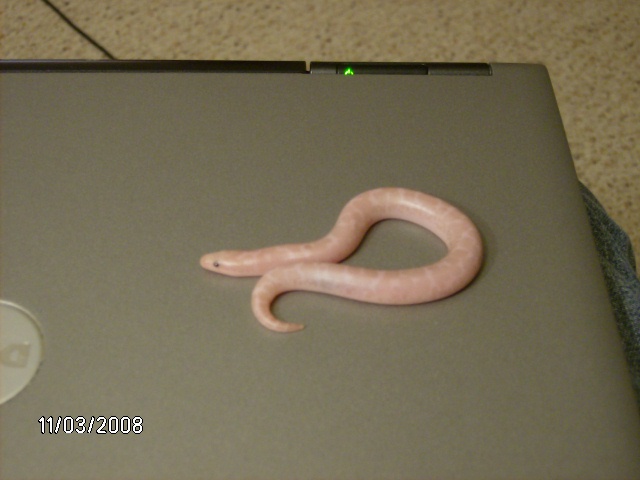 2008 snow male!