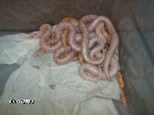 2008 snow /albino litter