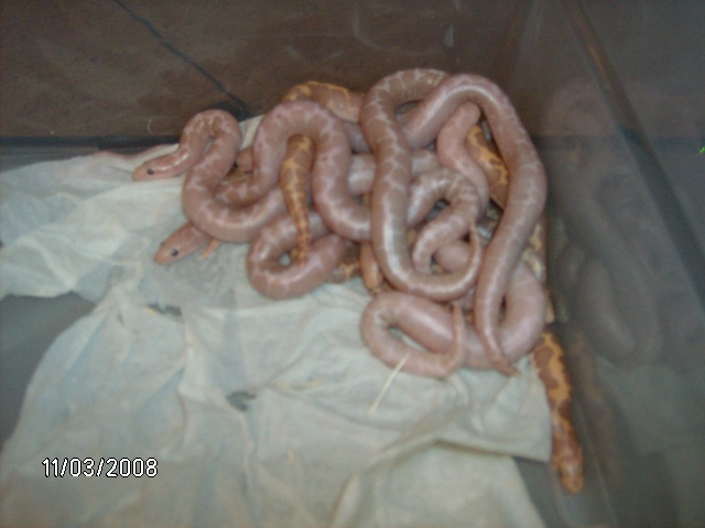 2008 snow /albino litter