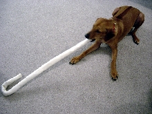 Joie's Christmas bone