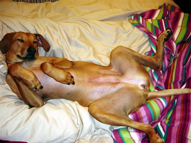 Couch potato
