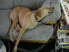 Couch potato 2
