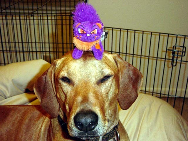 Joie and her favorite toy