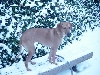 Snow dog