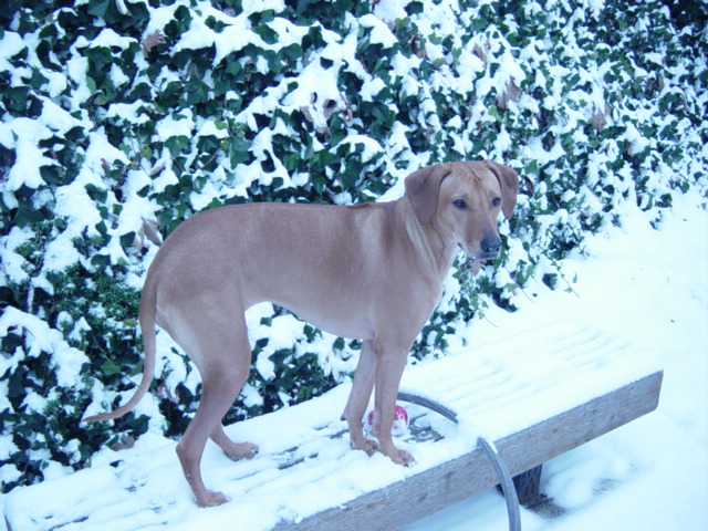 Snow dog