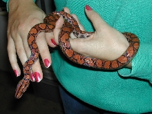 Brazilian Rainbow Boa