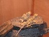 Suzie Shedding