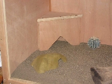 Hideout for collard