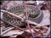 Garter Snake