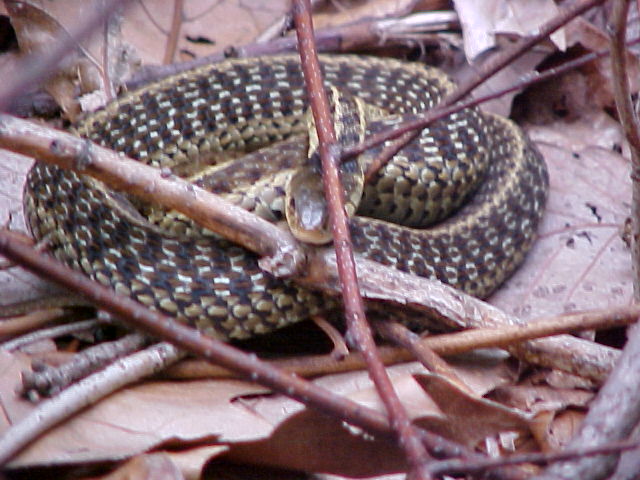 Garter Snake