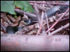 NORTHERN BLACK RACER