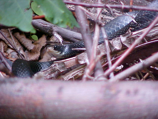 NORTHERN BLACK RACER