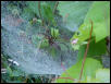 FUNNEL WEB