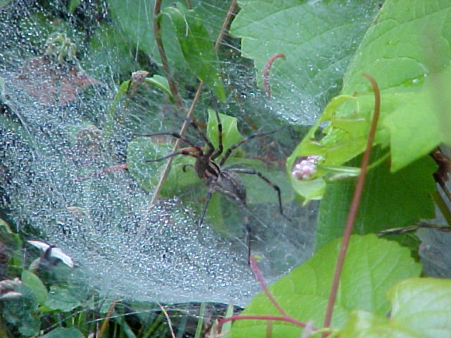 FUNNEL WEB