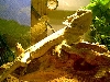 jack hanging out under the basking light
