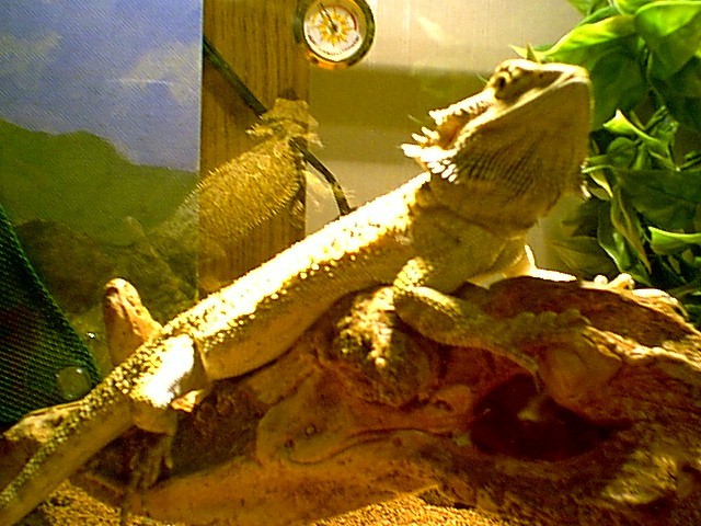 jack hanging out under the basking light