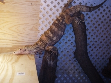 female sulfur