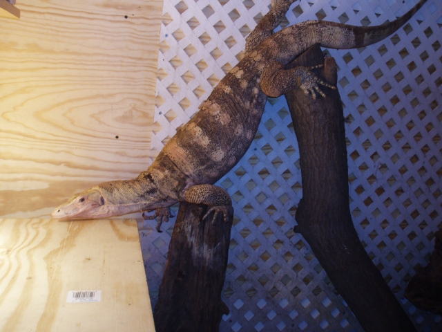female sulfur