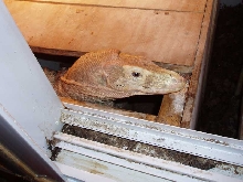 coming out of hiding