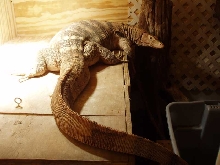 basking off to the side