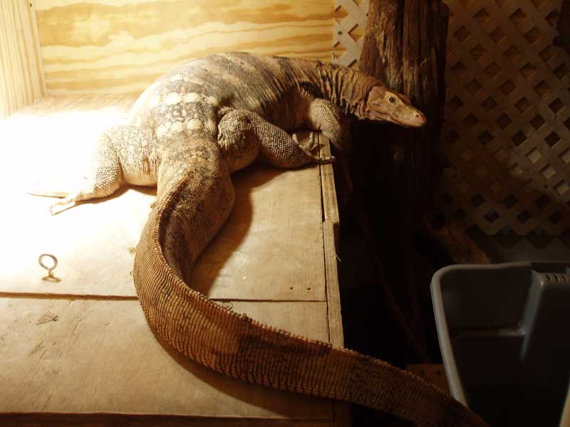 basking off to the side