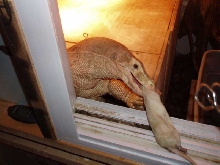 dinner