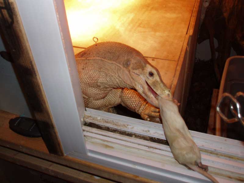 dinner
