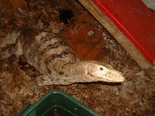 cody (sulfur water monitor)