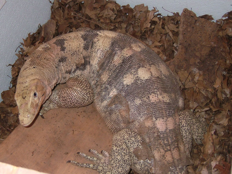 female sulfur