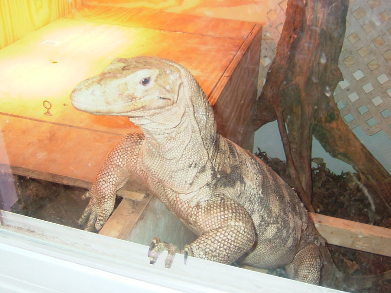 female sulfur