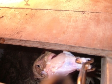 eating chicken