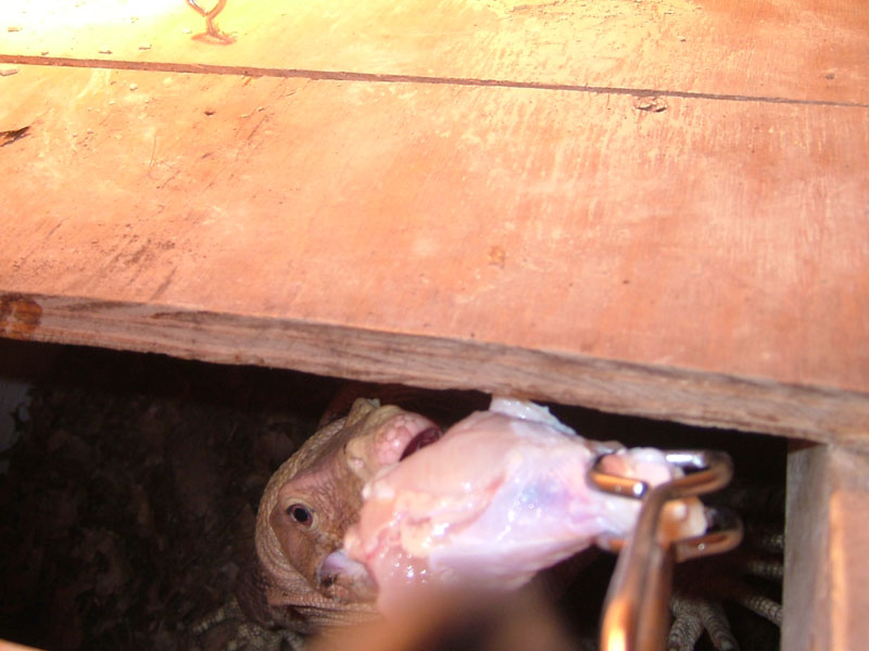 eating chicken