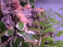 albino woodhousei