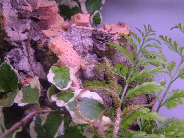 albino woodhousei