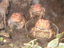 albino woodhousei toads 2.1 adults