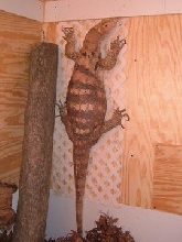 female sulfur water monitor