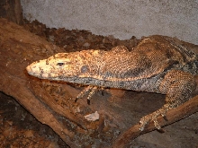 big male sulfur