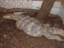varanus salvator sulfur