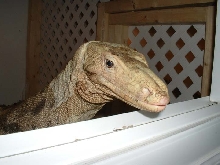 cody- 13 year old female sulfur