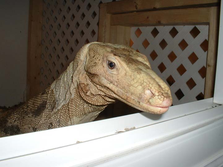 cody- 13 year old female sulfur