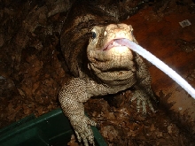 cody (sulfur water monitor) tongue