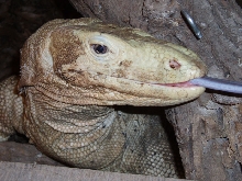 cody- 13 year old female sulfur