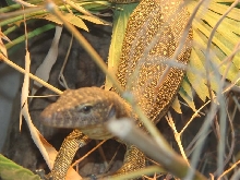 dorindicus