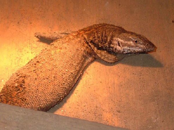 red ackie